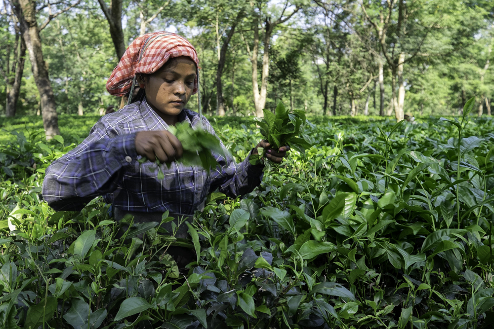 Picking at Darjeeling