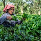 Picking at Darjeeling