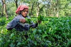 Picking at Darjeeling