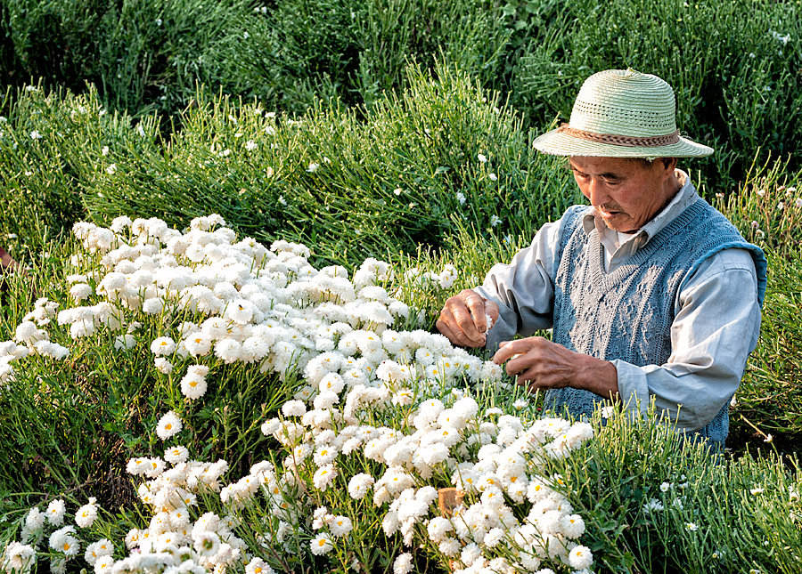 Picking Mums