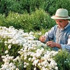 Picking Mums