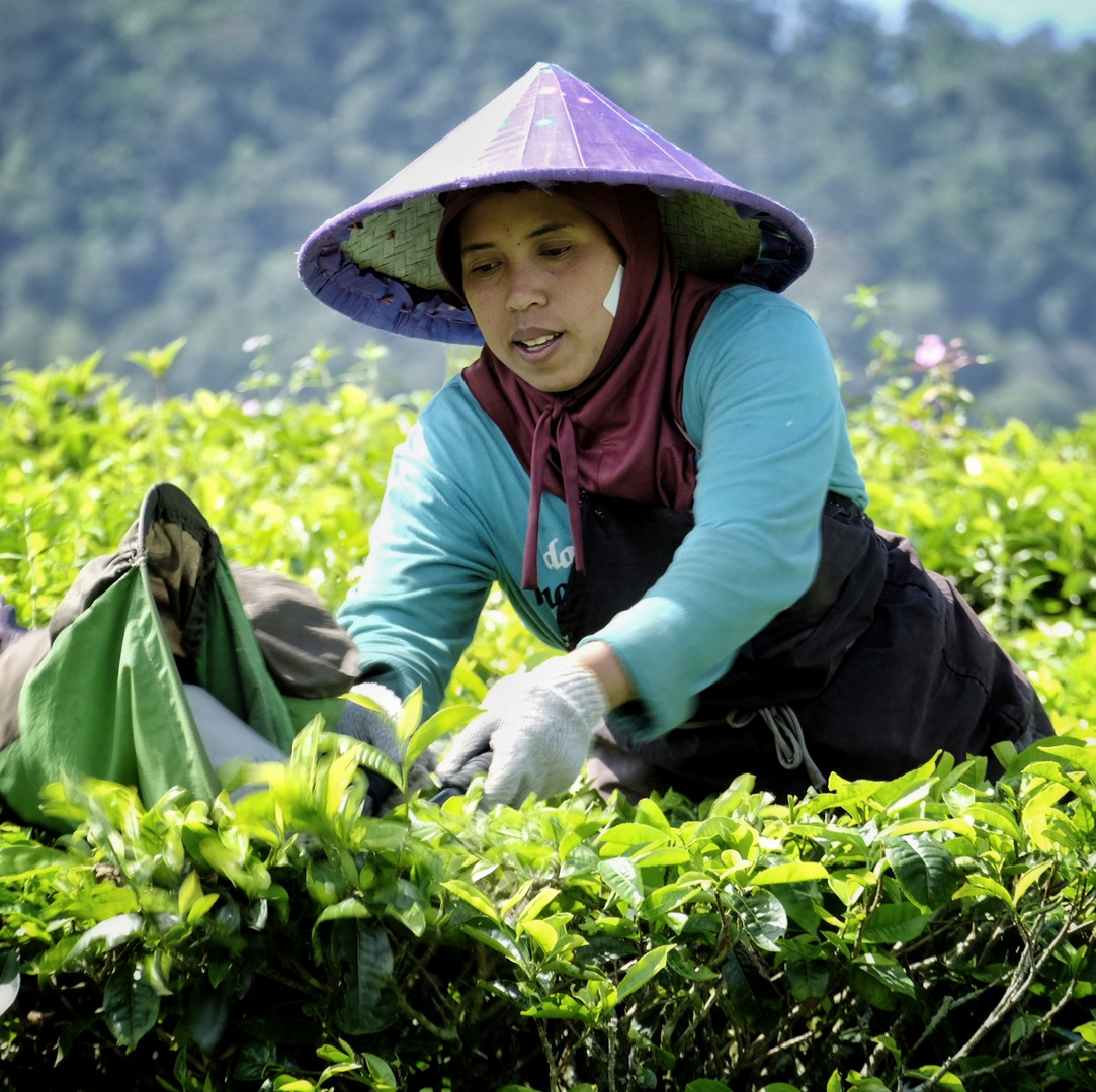 Picking Tea