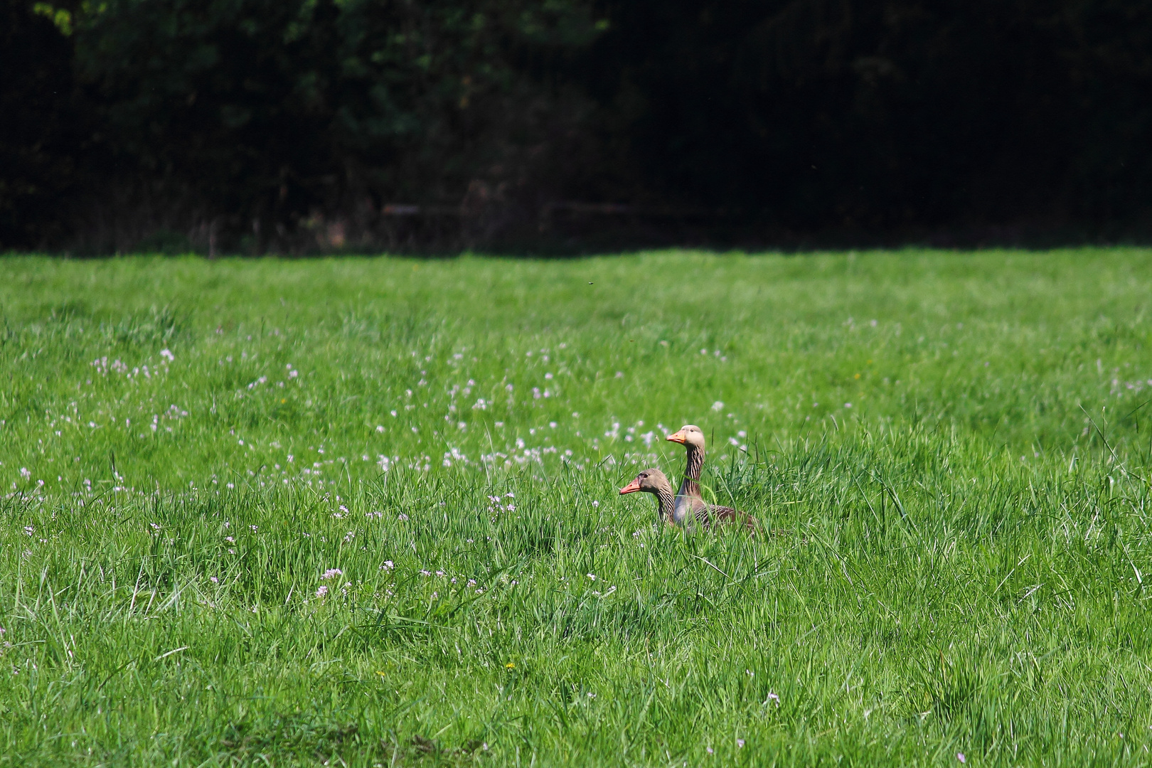 Picknick