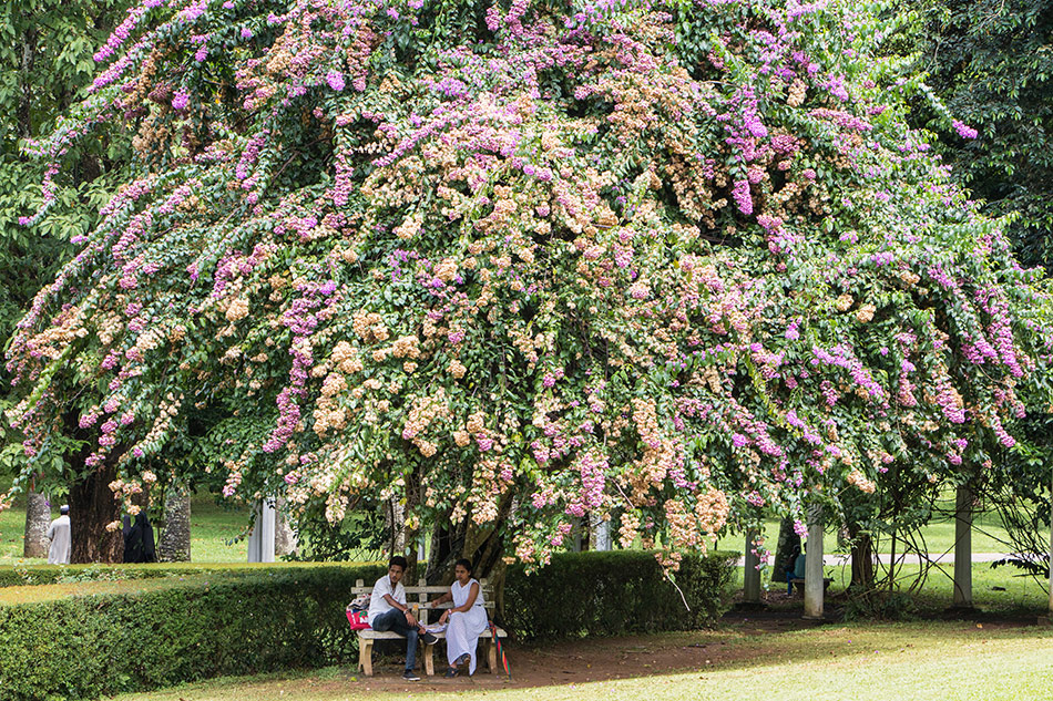 Picknick