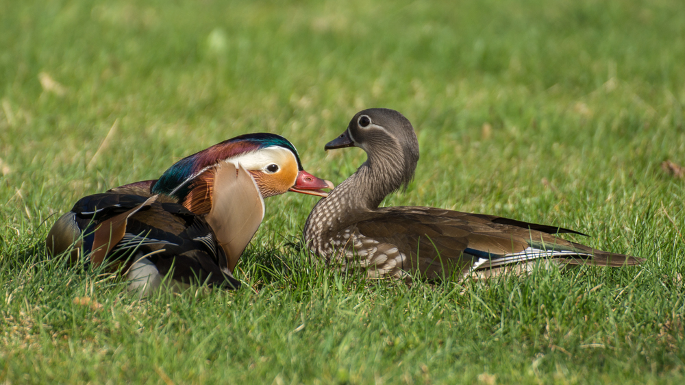 Picknick auf der Badewiese