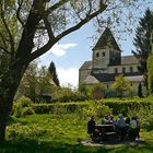 Picknick auf der Reichenau , Reichenau im April