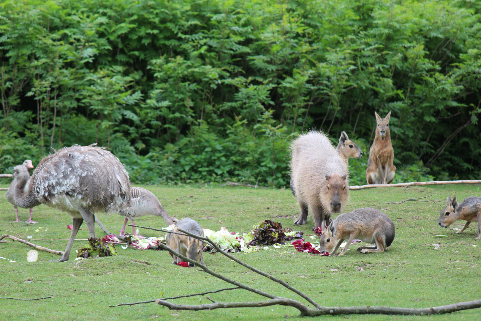 Picknick der Tiere