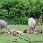 Picknick der Tiere