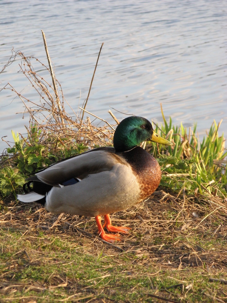 Picknick - hier?