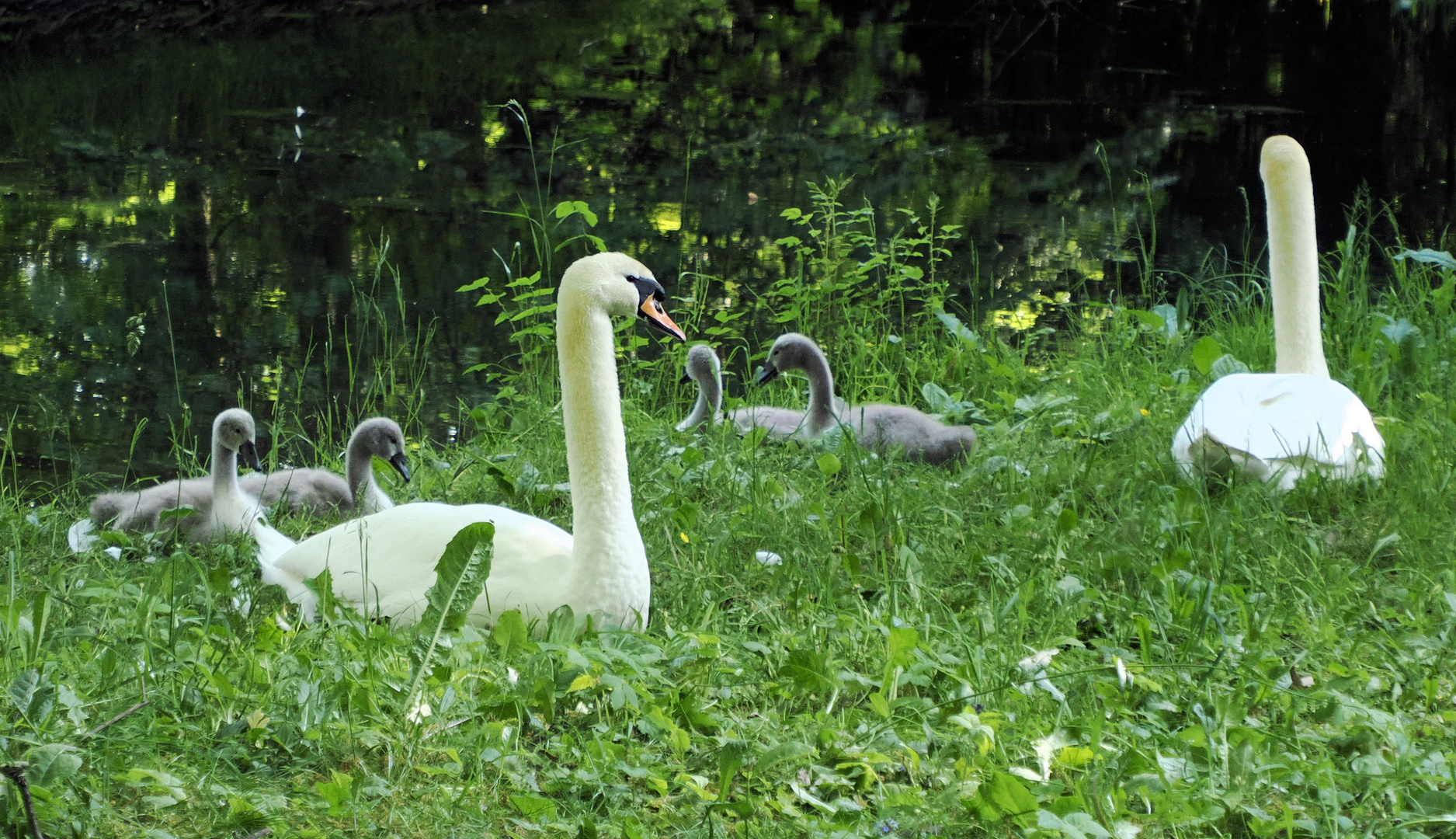 Picknick im grünen …