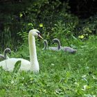 Picknick im grünen …