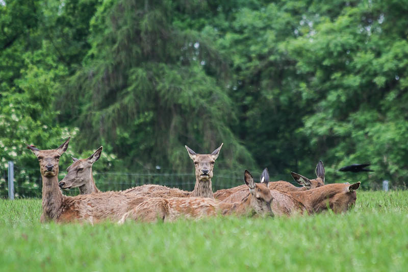 Picknick im Grünen