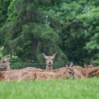 Picknick im Grünen