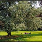 Picknick im Grünen