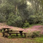 Picknick im Nebelwald