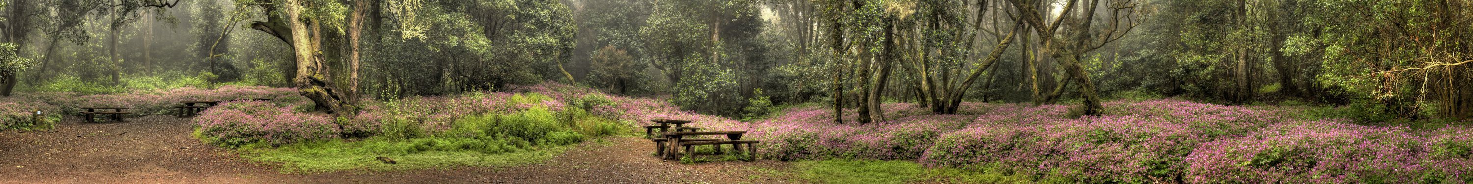 Picknick im Nebelwald