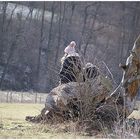   Picknick im Winter