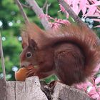 Picknick in der Natur