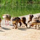 Picknick mit der ganzen Familie