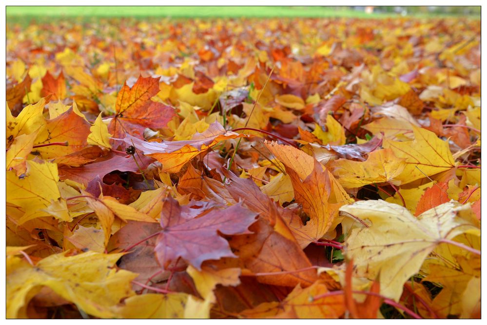 Picknick und träumen im goldenen Herbstlaub....