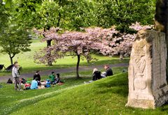 Picknick unter Blüten