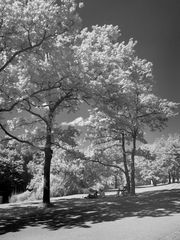 Picknick unter weißen Bäumen (Infrarot)
