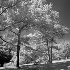 Picknick unter weißen Bäumen (Infrarot)