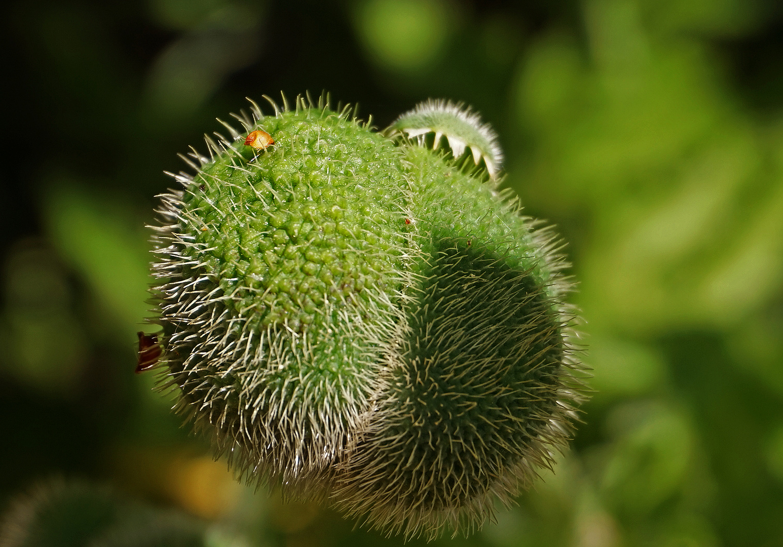 Picksgeselle mit Hütchen