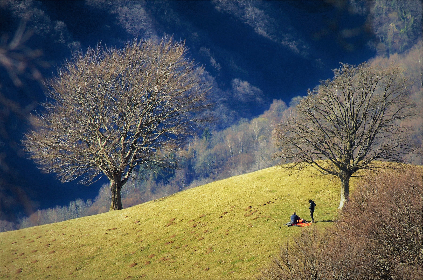 PICNIC