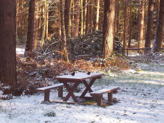 picnic for the birds