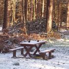 picnic for the birds