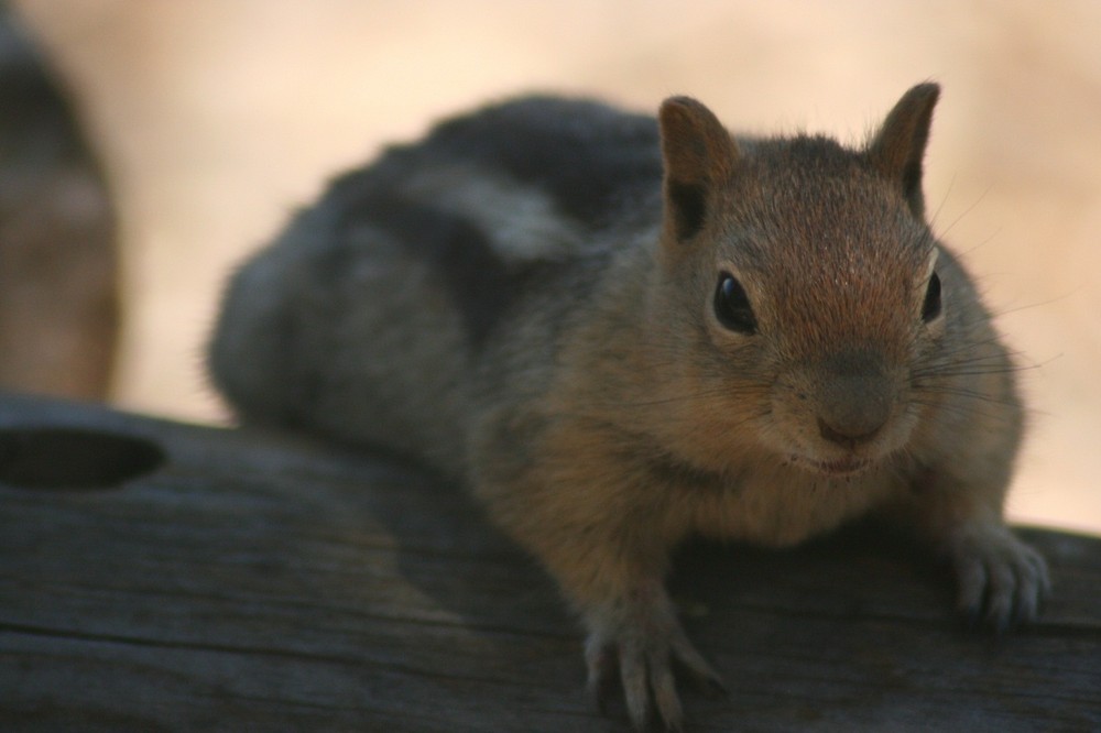 Picnic Guest