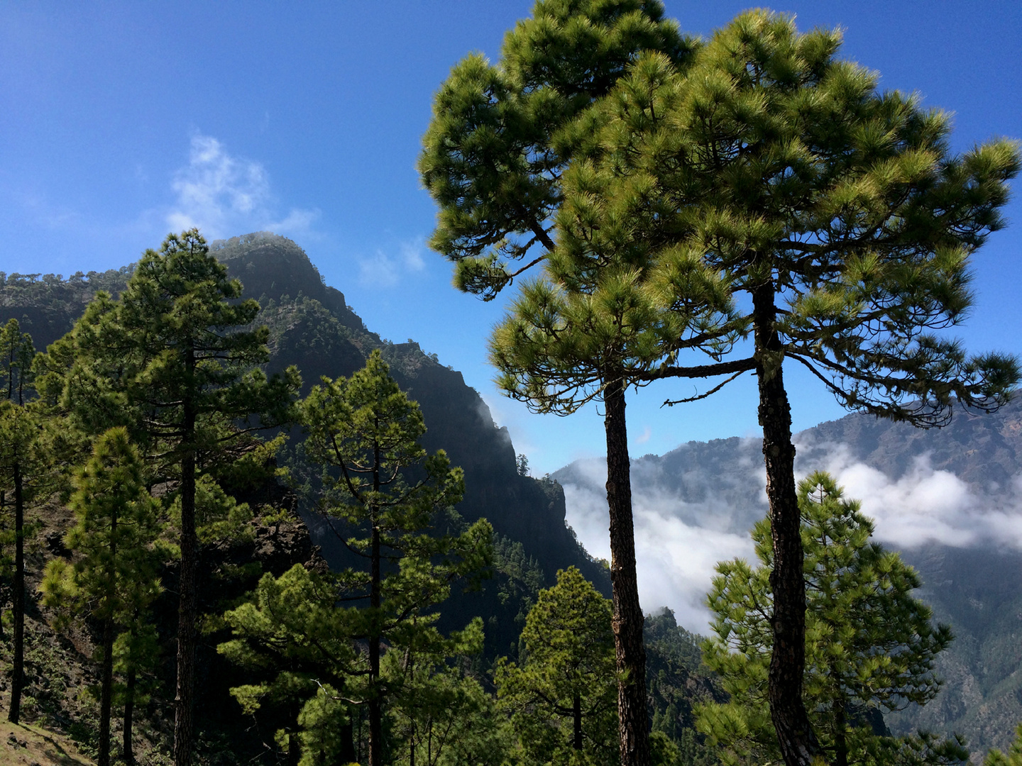 Pico Bejenado