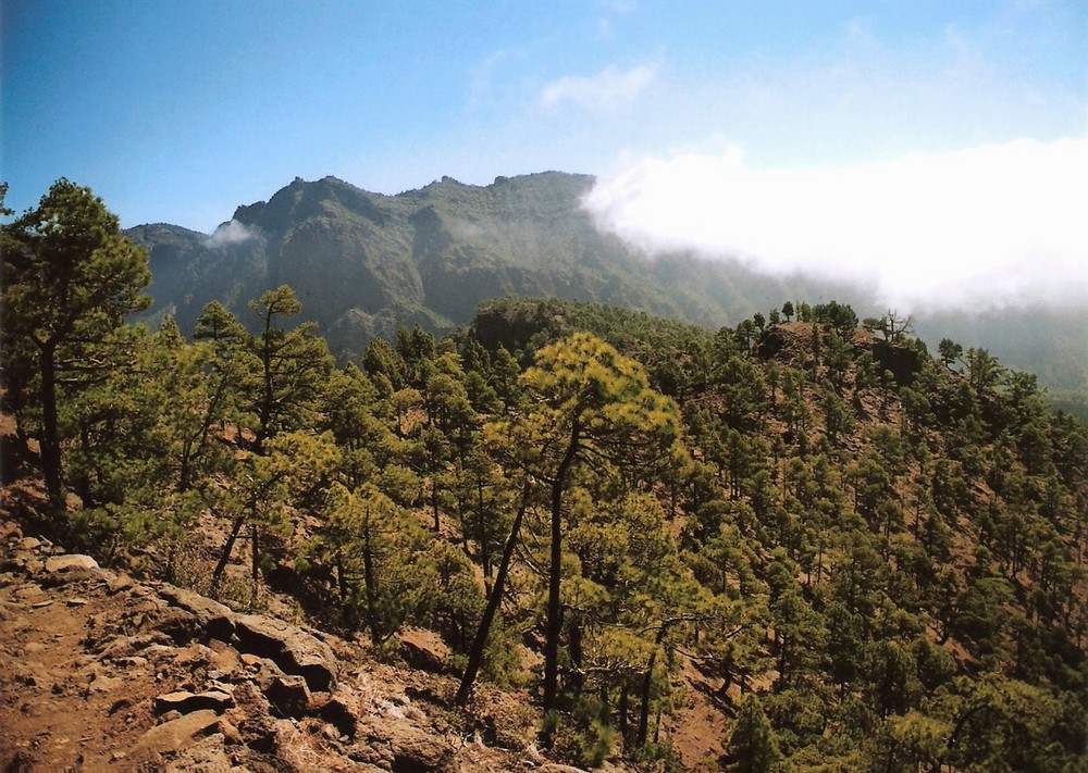 Pico Bejenado