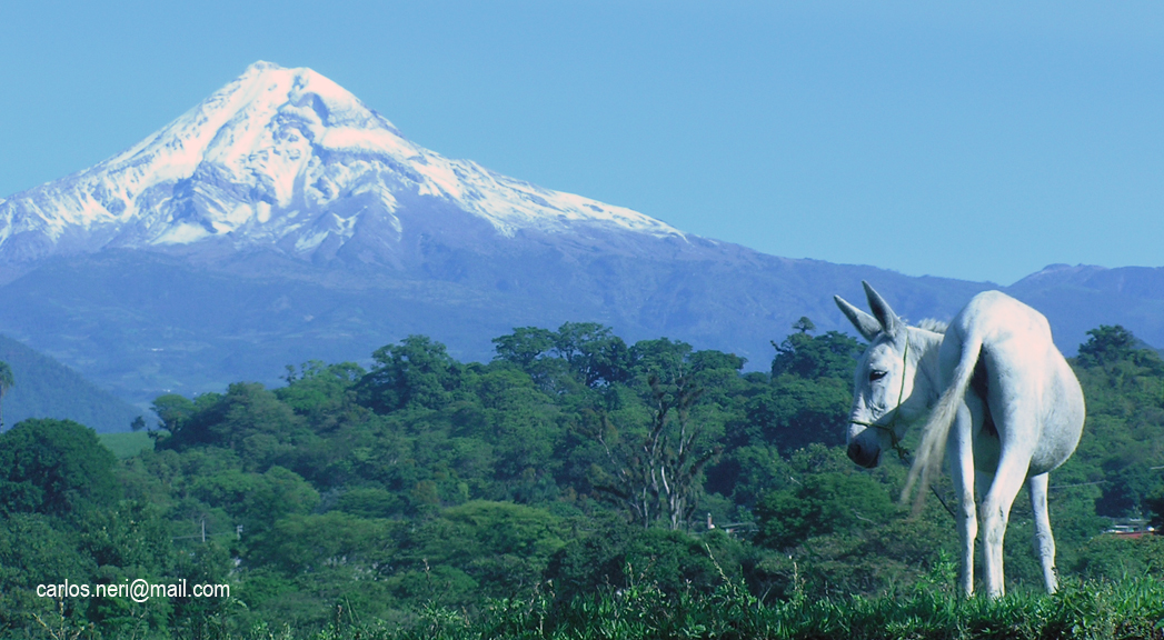 Pico de Orizaba, acompañado de Platero