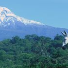 Pico de Orizaba, acompañado de Platero