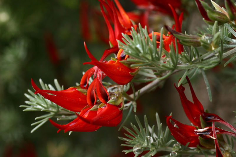 Pico de paloma rojo