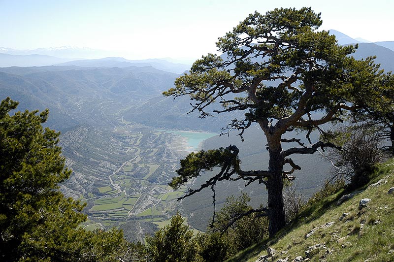 Pico del Águila