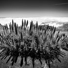 Pico do Arieiro 9