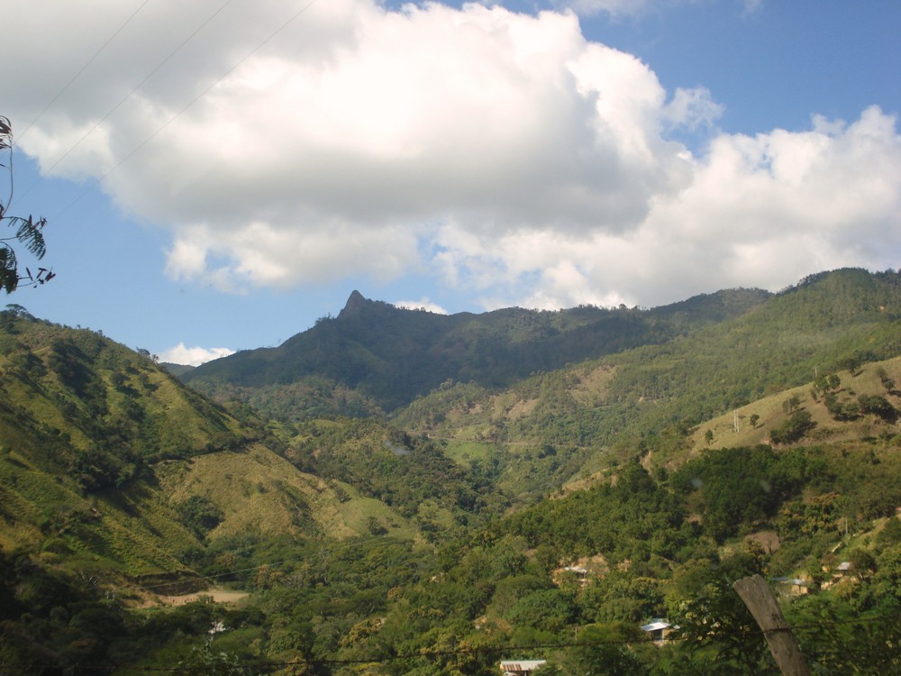 pico guevea de humbolt