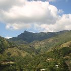 pico guevea de humbolt