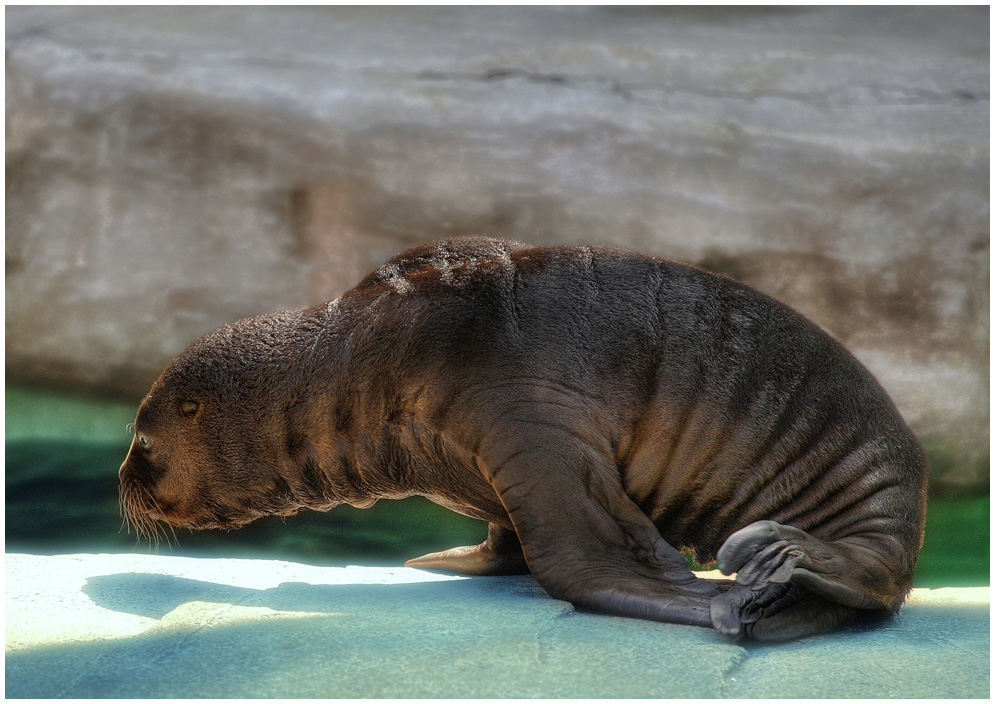 "PICO" im Trockenen - Schönbrunn