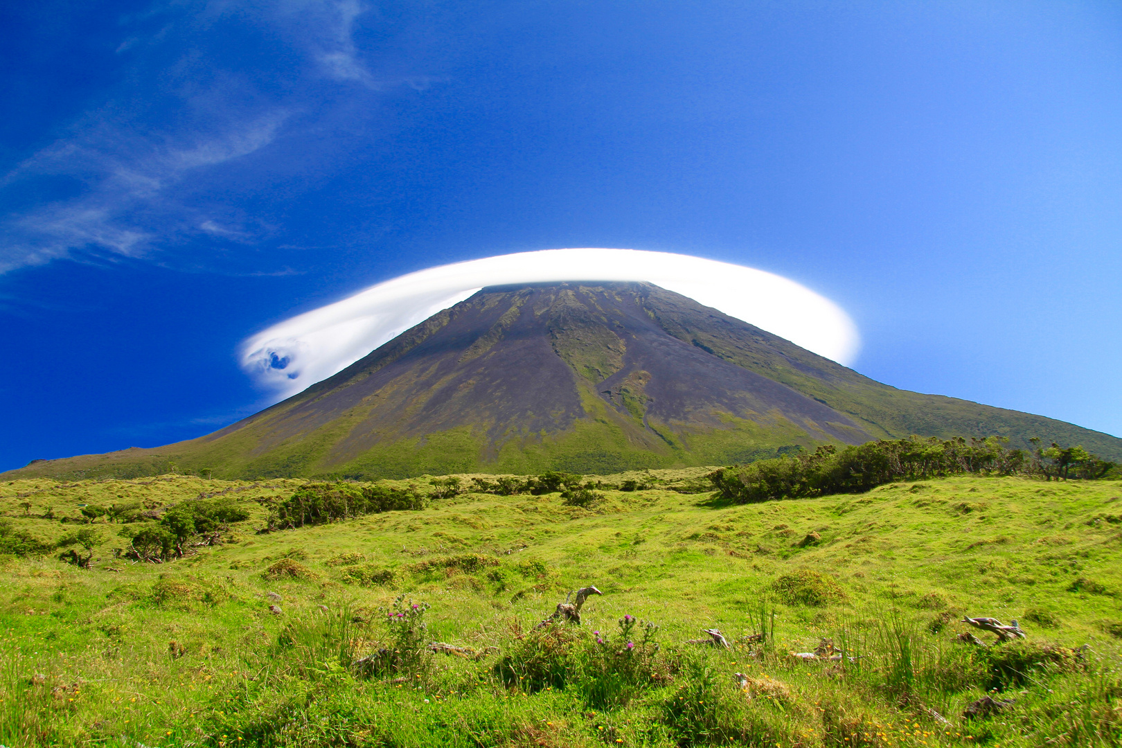 Pico mit Mütze