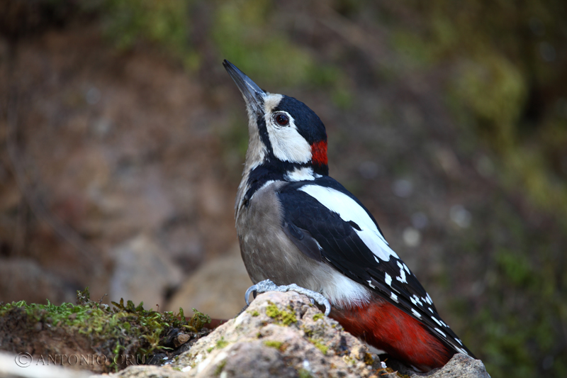 Pico Picapinos (Dendrocopos major)