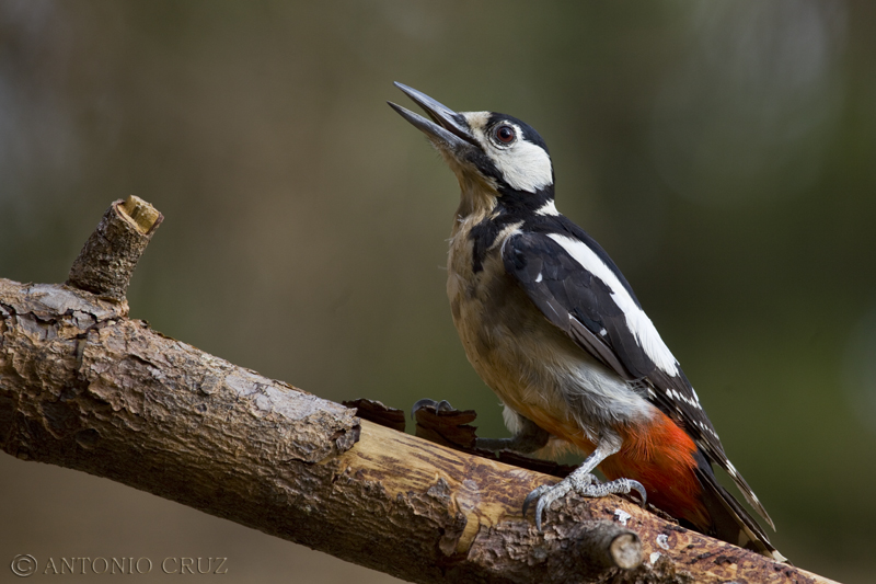 Pico picapinos (Dendrocopos major)