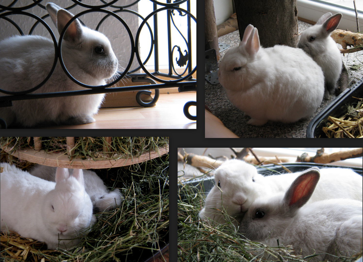 Pico unser Tierheim Kaninchen
