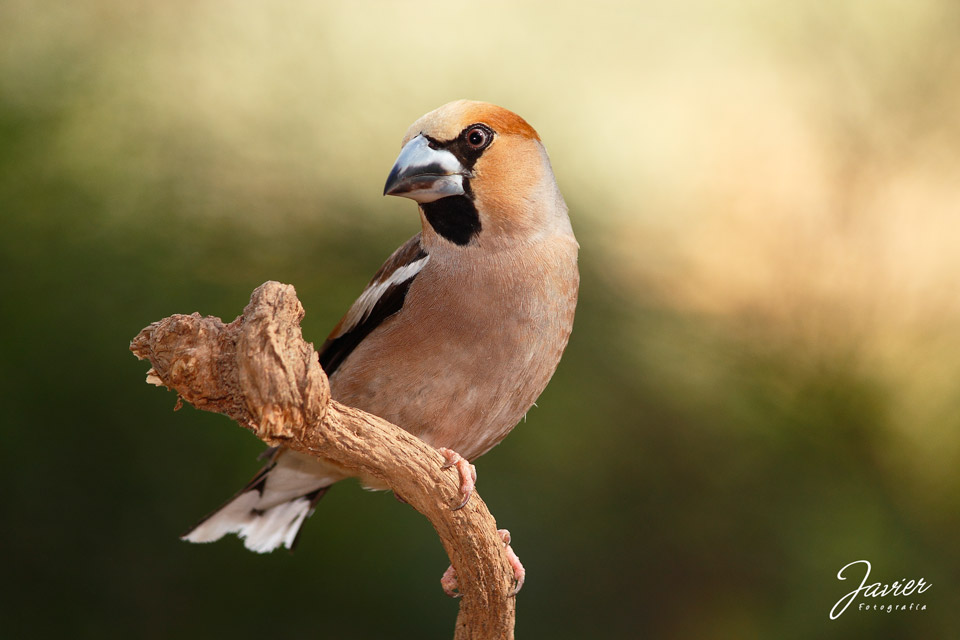 Picogordo, Hawfinch (Coccothraustes coccothraustes)