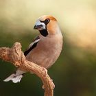 Picogordo, Hawfinch (Coccothraustes coccothraustes)