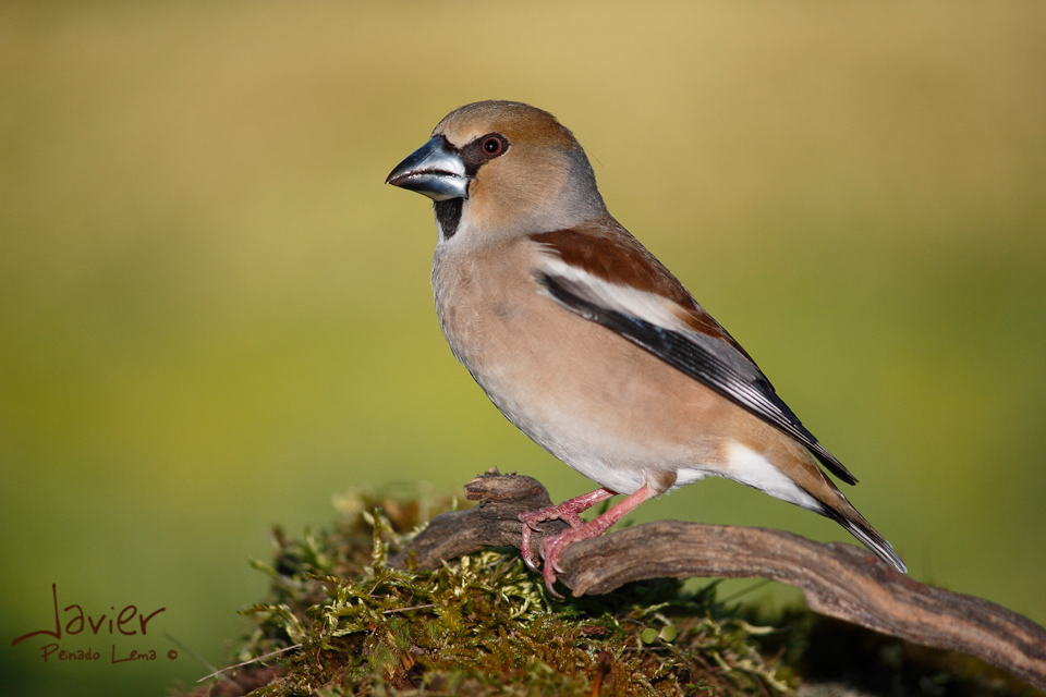 Picogordo, hembra (Coccothraustes coccothraustes 18 cm.)