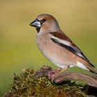 Picogordo, hembra (Coccothraustes coccothraustes 18 cm.)